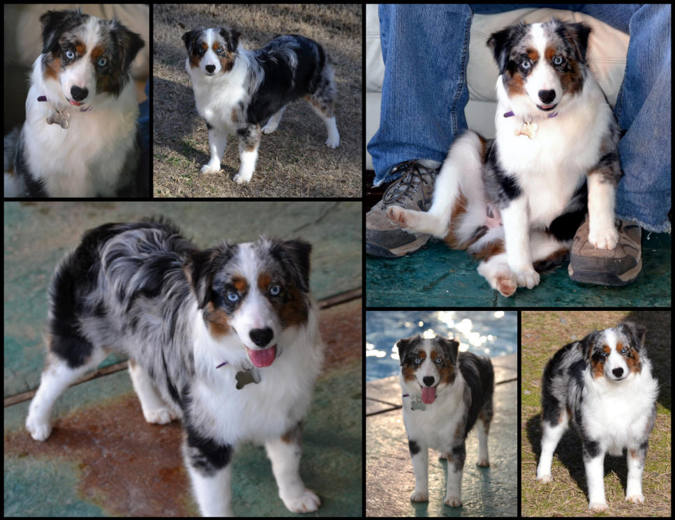 Adult Toy and Mini Aussie females